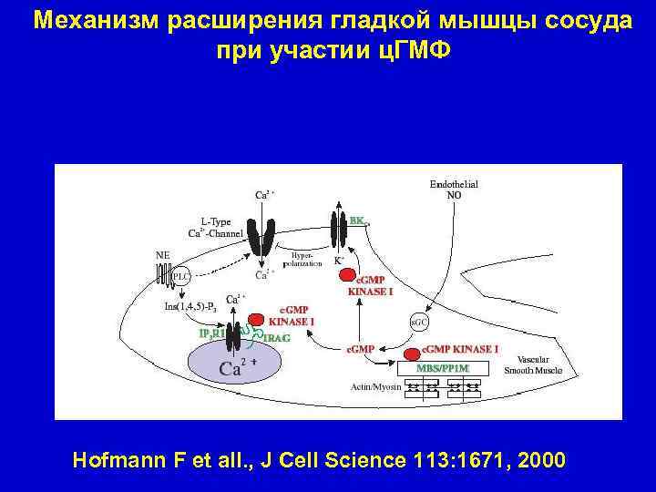 Mеханизм расширения гладкой мышцы сосуда при участии ц. ГМФ Hofmann F et all. ,