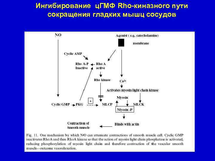 Ингибирование ц. ГМФ Rho-киназного пути сокращения гладких мышц сосудов 