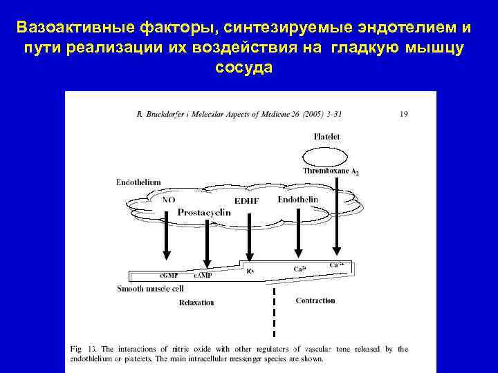 Вазоактивные факторы, синтезируемые эндотелием и пути реализации их воздействия на гладкую мышцу сосуда 