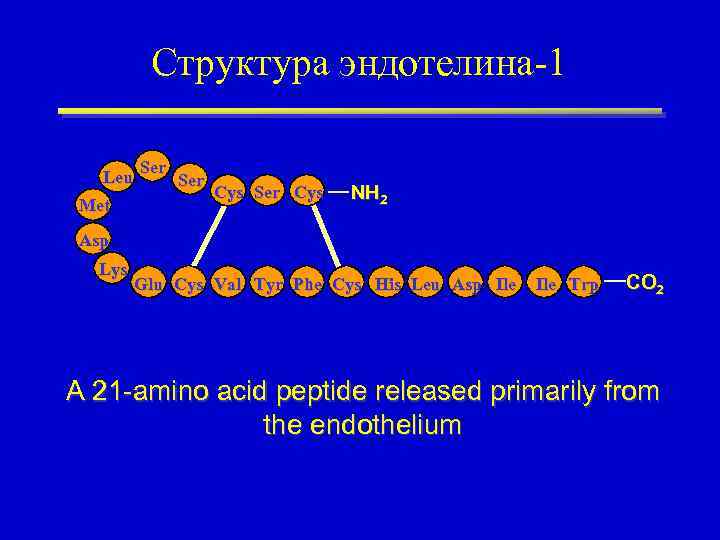 Структура эндотелина-1 Leu Met Ser Cys NH 2 Asp Lys Glu Cys Val Tyr
