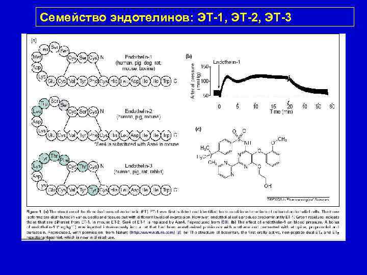 Семейство эндотелинов: ЭТ-1, ЭТ-2, ЭТ-3 