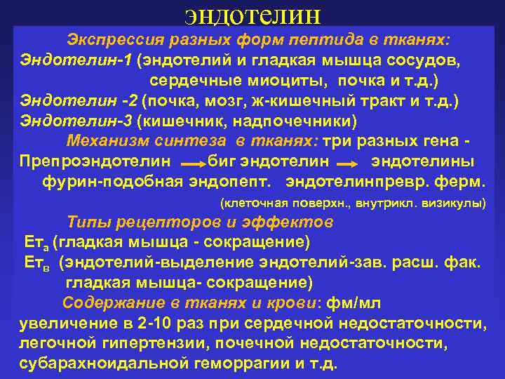 эндотелин Экспрессия разных форм пептида в тканях: Эндотелин-1 (эндотелий и гладкая мышца сосудов, сердечные