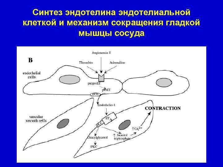 Синтез эндотелина эндотелиальной клеткой и механизм сокращения гладкой мышцы сосуда 