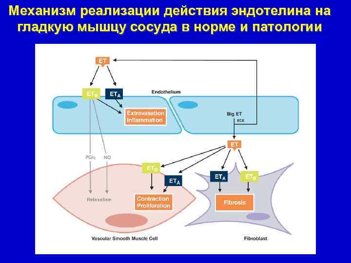Механизм реализации действия эндотелина на гладкую мышцу сосуда в норме и патологии 