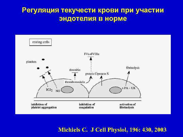 Регуляция текучести крови при участии эндотелия в норме Michiels C. J Cell Physiol, 196: