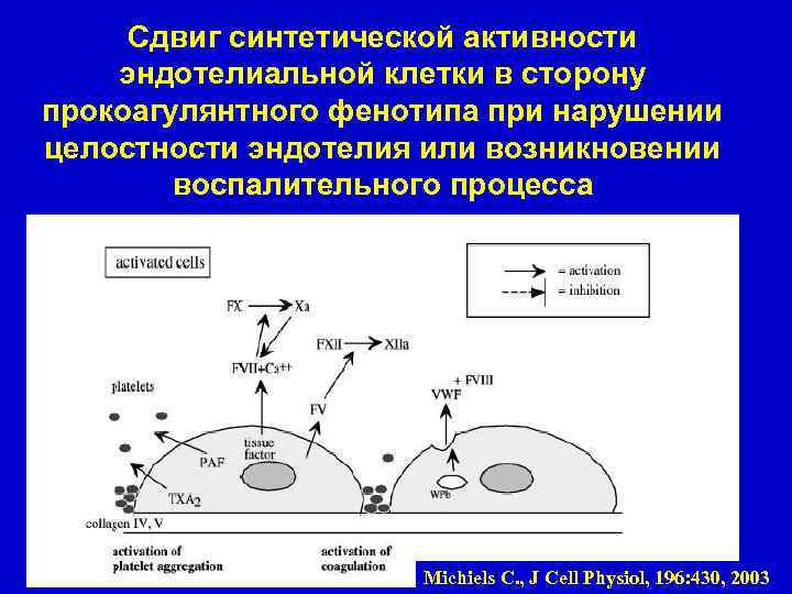 Сдвиг синтетической активности эндотелиальной клетки в сторону прокоагулянтного фенотипа при нарушении целостности эндотелия или
