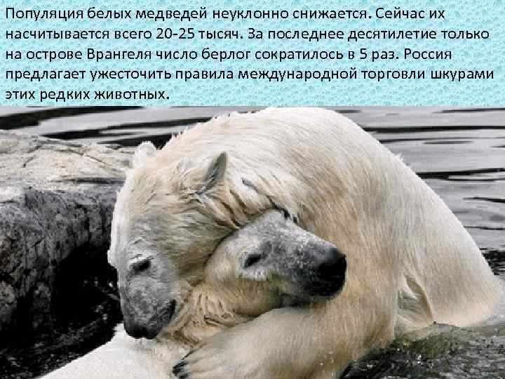 Популяция белых медведей неуклонно снижается. Сейчас их насчитывается всего 20 -25 тысяч. За последнее
