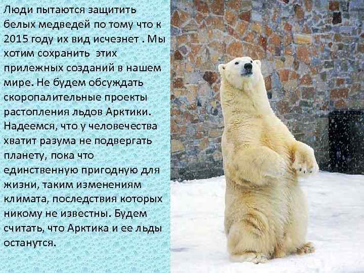 Люди пытаются защитить белых медведей по тому что к 2015 году их вид исчезнет.
