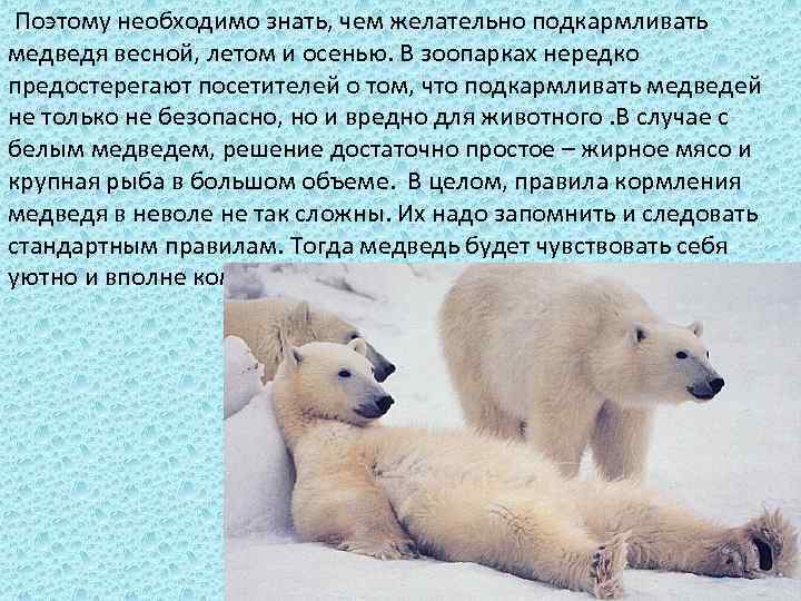  Поэтому необходимо знать, чем желательно подкармливать медведя весной, летом и осенью. В зоопарках