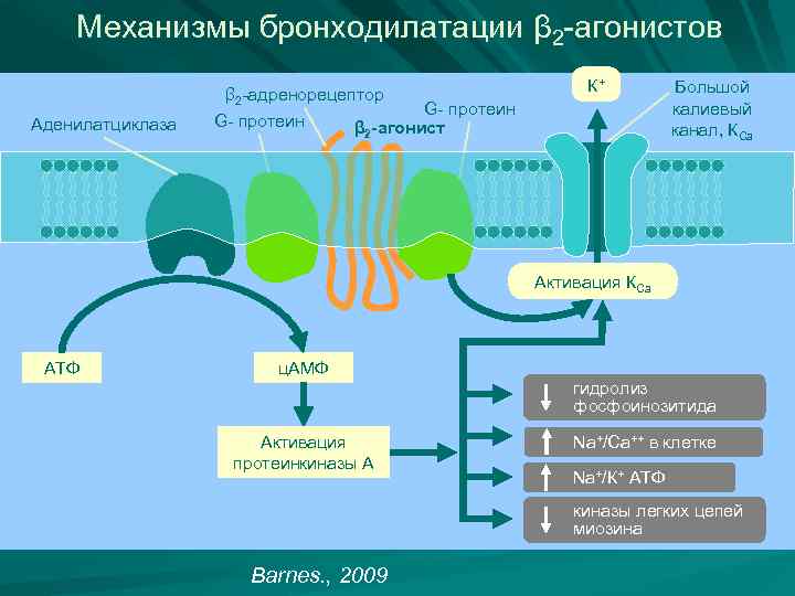 Механизмы бронходилатации β 2 -агонистов β 2 -адренорецептор Аденилатциклаза G- протеин К+ G- протеин