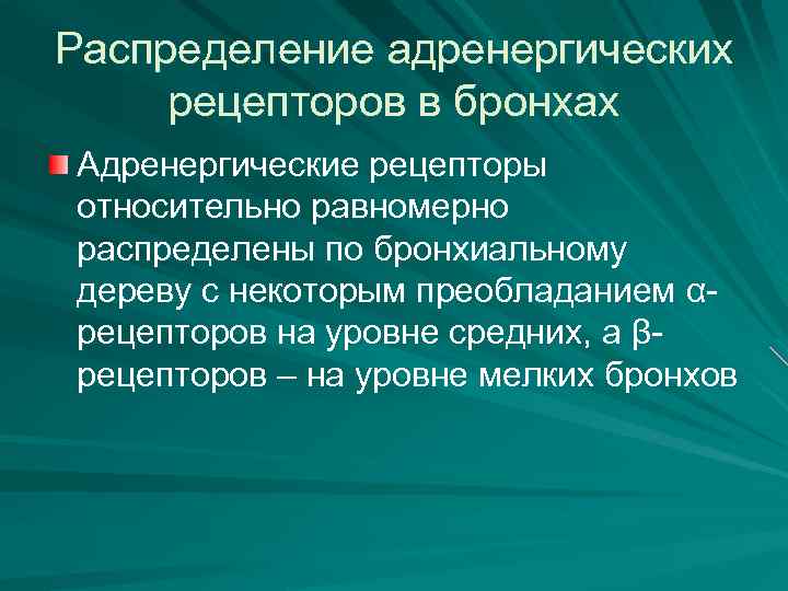 Распределение адренергических рецепторов в бронхах Адренергические рецепторы относительно равномерно распределены по бронхиальному дереву с