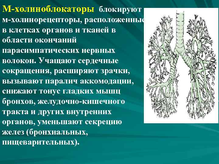 М-холиноблокаторы блокируют м-холинорецепторы, расположенные в клетках органов и тканей в области окончаний парасимпатических нервных