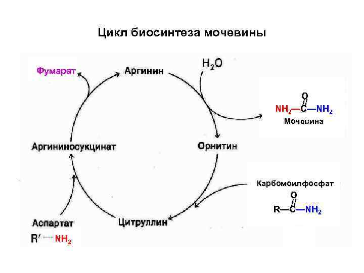 Орнитиновый цикл схема