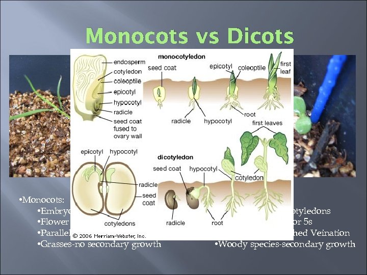 Monocots vs Dicots • Monocots: • Embryo as one cotyledon • Flower parts in