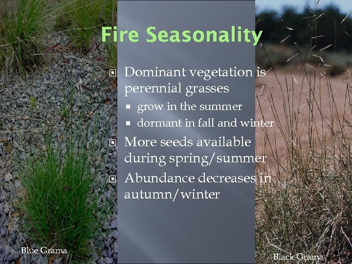 Fire Seasonality Dominant vegetation is perennial grasses grow in the summer dormant in fall