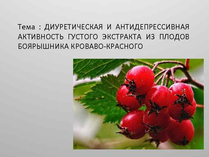 Тема : ДИУРЕТИЧЕСКАЯ И АНТИДЕПРЕССИВНАЯ АКТИВНОСТЬ ГУСТОГО ЭКСТРАКТА ИЗ ПЛОДОВ БОЯРЫШНИКА КРОВАВО-КРАСНОГО 
