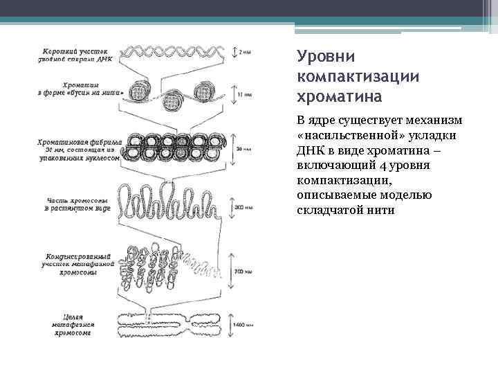 Рассмотрите рисунок на котором представлена схема компактизации упаковки наследственного материала