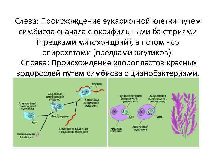 Возникновение клеточной формы жизни. Происхождение клетки. Возникновение клеточной организации. Схема образования эукариот путем симбиогенеза. Теория симбиогенеза митохондрии.