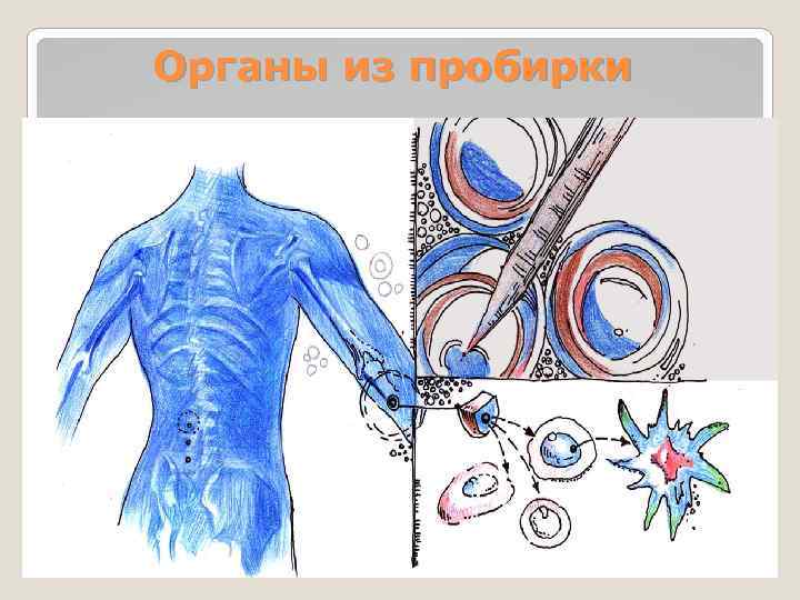 Органы из пробирки 