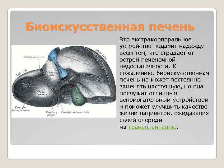 Биоискусственная печень Это экстракорпоральное устройство подарит надежду всем тем, кто страдает от острой печеночной