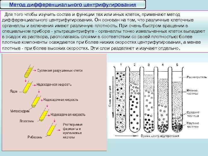 Характеристика биологических объектов