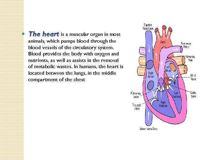  is a muscular organ in most animals, which pumps blood through the blood