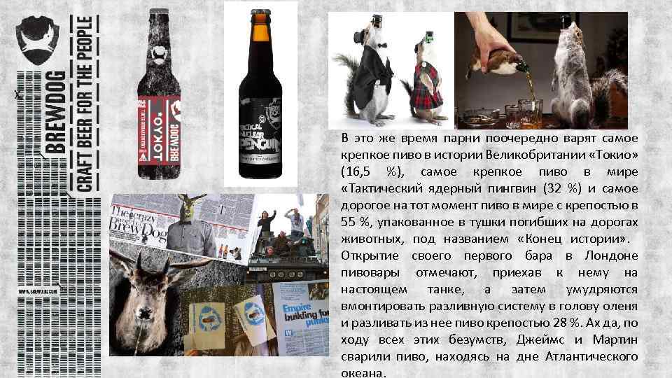 В это же время парни поочередно варят самое крепкое пиво в истории Великобритании «Токио»