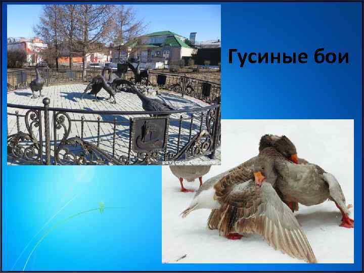 Гусиные бои 