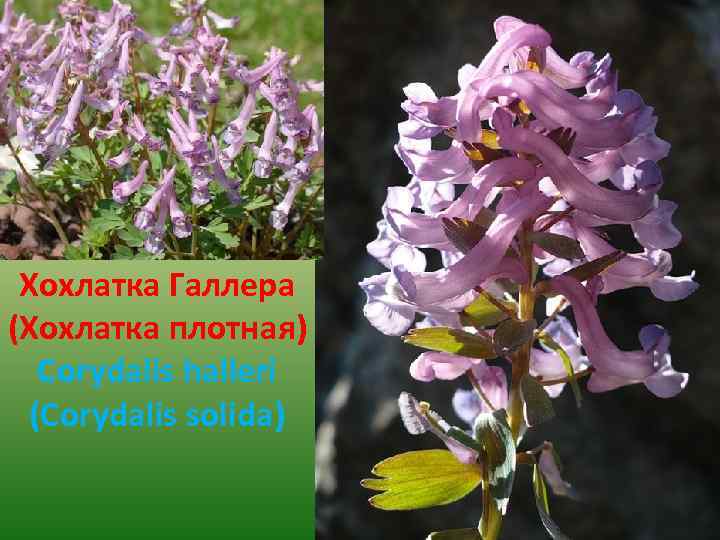 Хохлатка Галлера (Хохлатка плотная) Corydalis halleri (Corydalis solida) 