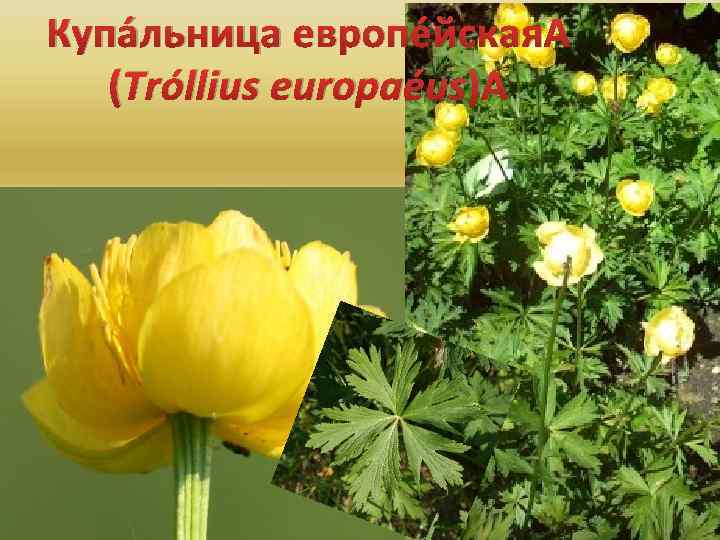 Купа льница европе йская (Tróllius europaéus) 