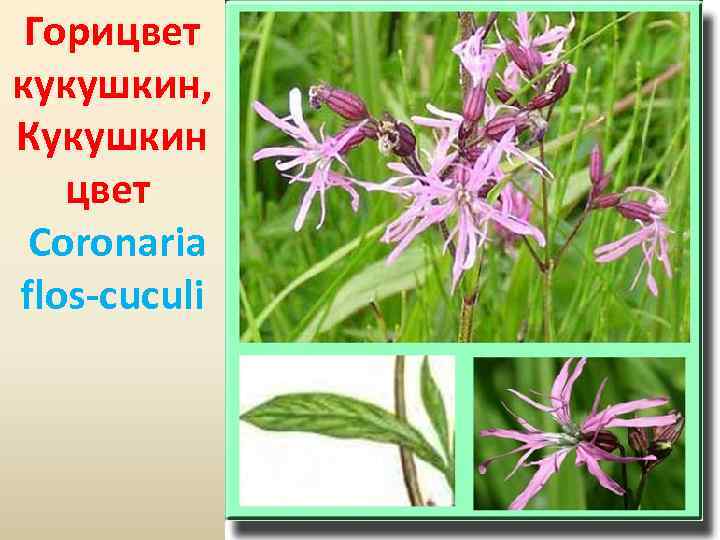 Горицвет кукушкин, Кукушкин цвет Coronaria flos-cuculi 