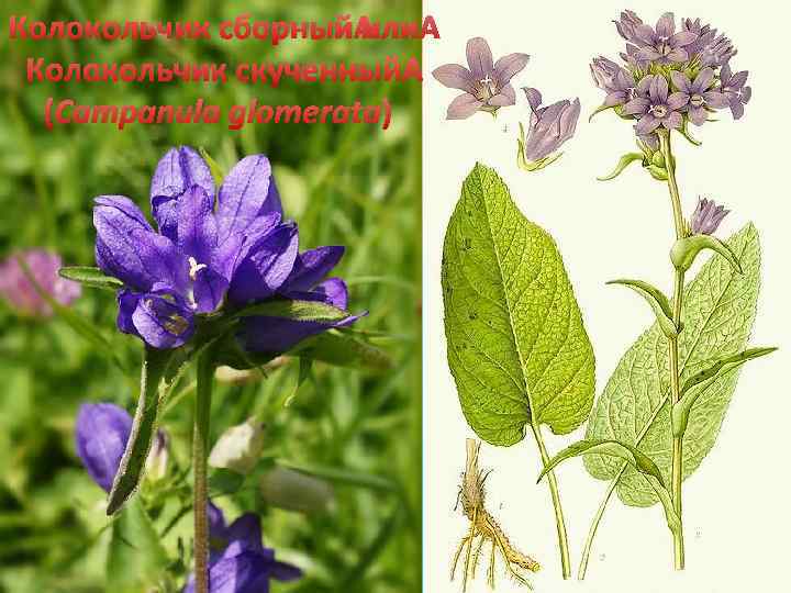 Колокольчик сборный или Колокольчик скученный (Campanula glomerata) 