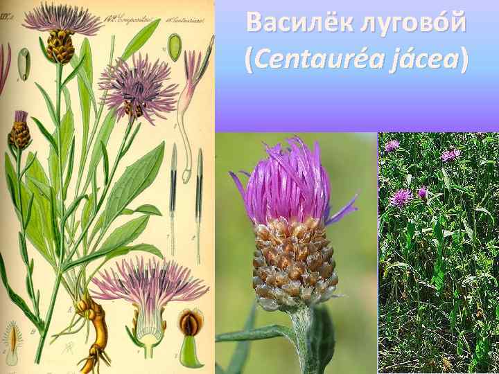 Василёк лугово й (Centauréa jácea) 