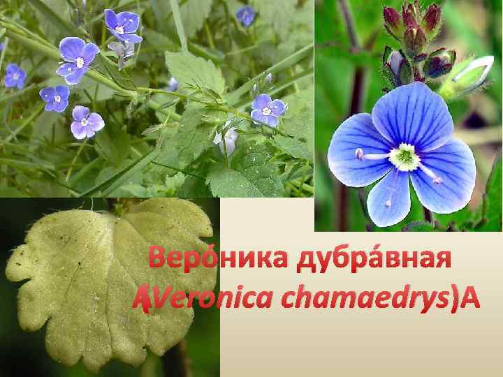 Веро ника дубра вная (Veronica chamaedrys) 