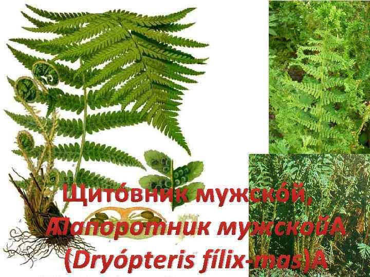 Щито вник мужско й, Папоротник мужской (Dryópteris fílix-mas) 