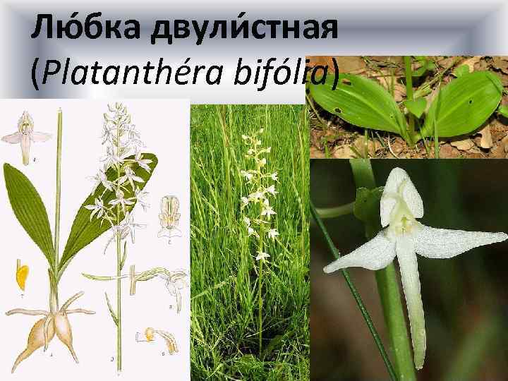 Лю бка двули стная (Platanthéra bifólia) 