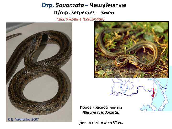 Отр. Squamata – Чешуйчатые П/отр. Serpentes – Змеи Сем. Ужовые (Colubridae) Полоз красноспинный (Elaphe