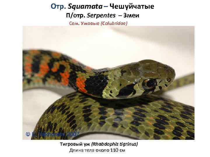 Отр. Squamata – Чешуйчатые П/отр. Serpentes – Змеи Сем. Ужовые (Colubridae) Тигровый уж (Rhabdophis
