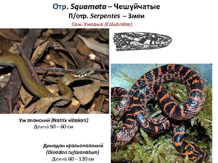 Отр. Squamata – Чешуйчатые П/отр. Serpentes – Змеи Сем. Ужовые (Colubridae) Уж японский (Natrix