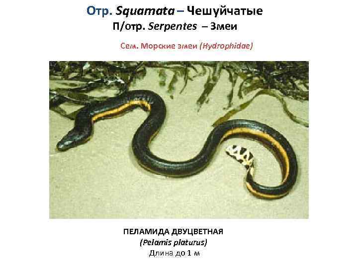 Отр. Squamata – Чешуйчатые П/отр. Serpentes – Змеи Сем. Морские змеи (Hydrophidae) ПЕЛАМИДА ДВУЦВЕТНАЯ
