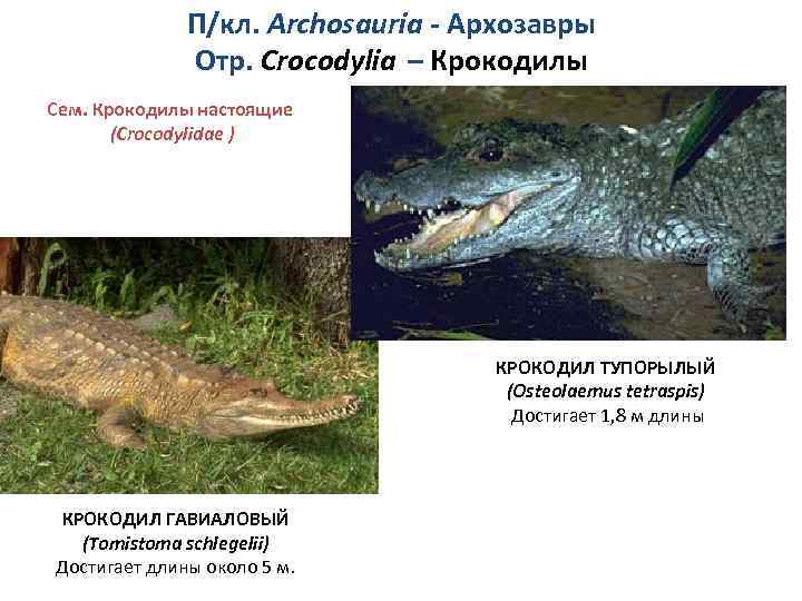 П/кл. Archosauria - Архозавры Отр. Crocodylia – Крокодилы Сем. Крокодилы настоящие (Crocodylidae ) КРОКОДИЛ
