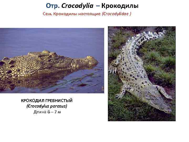 Отр. Crocodylia – Крокодилы Сем. Крокодилы настоящие (Crocodylidae ) КРОКОДИЛ ГРЕБНИСТЫЙ (Crocodylus porosus) Длина