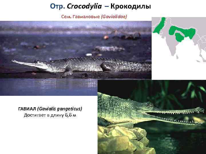Отр. Crocodylia – Крокодилы Сем. Гавиаловые (Gavialidae) ГАВИАЛ (Gavialis gangeticus) Достигает в длину 6,