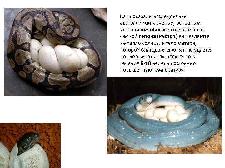 Как показали исследования австралийских ученых, основным источником обогрева отложенных самкой питона (Python) яиц является