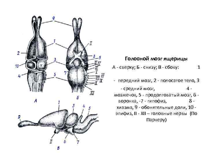  Головной мозг ящерицы А - сверху; Б - снизу; В - сбоку: 1