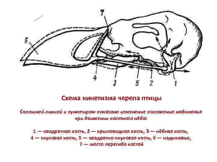 Схема кинетизма черепа птицы Сплошной линией и пунктиром показано изменение положения надклювья при движении