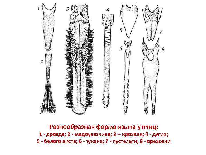 Разнообразная форма языка у птиц: 1 - дрозда; 2 - медоуказчика; 3 -- крохаля;