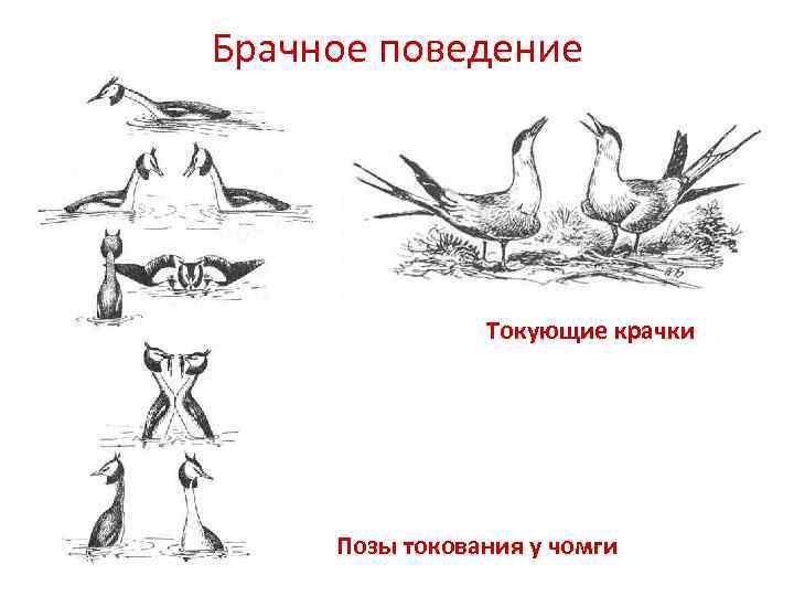 Брачное поведение Токующие крачки Позы токования у чомги 