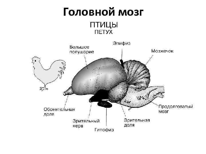 Головной мозг 