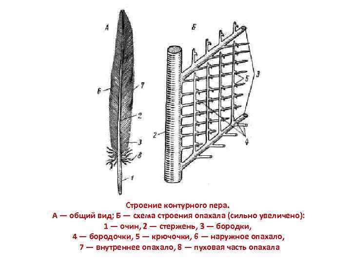 Строение контурного пера. А — общий вид; Б — схема строения опахала (сильно увеличено):